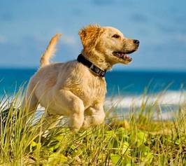 Bild zu Mit Hund an den Ostseestrand