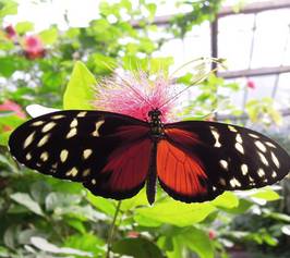 Bild zu Europas größte Schmetterlingsfarm in Trassenheide