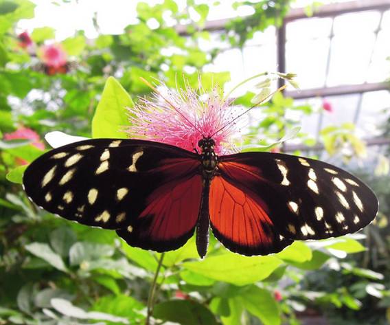 Bild zu Europas größte Schmetterlingsfarm in Trassenheide